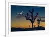 Joshua Tree-null-Framed Photographic Print