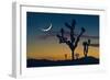 Joshua Tree-null-Framed Photographic Print