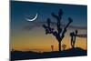 Joshua Tree-null-Mounted Photographic Print