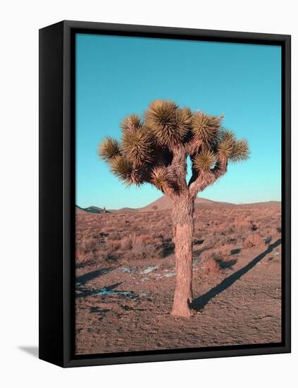 Joshua Tree-NaxArt-Framed Stretched Canvas