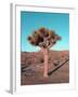 Joshua Tree-NaxArt-Framed Art Print