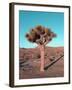 Joshua Tree-NaxArt-Framed Art Print