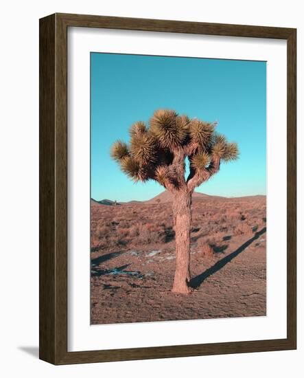 Joshua Tree-NaxArt-Framed Art Print