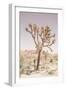 Joshua Tree-Shot by Clint-Framed Giclee Print