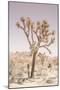 Joshua Tree-Shot by Clint-Mounted Giclee Print