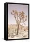 Joshua Tree-Shot by Clint-Framed Stretched Canvas