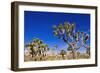 Joshua trees along the trail to the Wall Street Mill, Joshua Tree National Park, California, USA-Russ Bishop-Framed Photographic Print