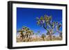 Joshua trees along the trail to the Wall Street Mill, Joshua Tree National Park, California, USA-Russ Bishop-Framed Photographic Print