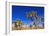 Joshua trees along the trail to the Wall Street Mill, Joshua Tree National Park, California, USA-Russ Bishop-Framed Photographic Print