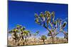 Joshua trees along the trail to the Wall Street Mill, Joshua Tree National Park, California, USA-Russ Bishop-Mounted Photographic Print