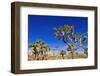 Joshua trees along the trail to the Wall Street Mill, Joshua Tree National Park, California, USA-Russ Bishop-Framed Photographic Print