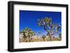 Joshua trees along the trail to the Wall Street Mill, Joshua Tree National Park, California, USA-Russ Bishop-Framed Photographic Print