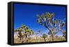 Joshua trees along the trail to the Wall Street Mill, Joshua Tree National Park, California, USA-Russ Bishop-Framed Stretched Canvas