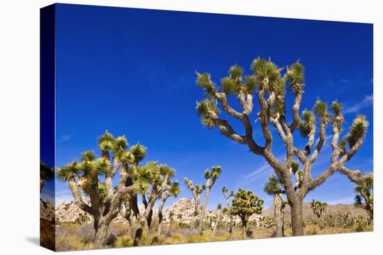 Joshua trees along the trail to the Wall Street Mill, Joshua Tree National Park, California, USA-Russ Bishop-Stretched Canvas