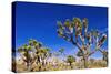 Joshua trees along the trail to the Wall Street Mill, Joshua Tree National Park, California, USA-Russ Bishop-Stretched Canvas