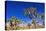 Joshua trees along the trail to the Wall Street Mill, Joshua Tree National Park, California, USA-Russ Bishop-Stretched Canvas