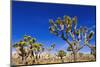 Joshua trees along the trail to the Wall Street Mill, Joshua Tree National Park, California, USA-Russ Bishop-Mounted Premium Photographic Print