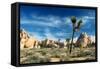 Joshua Trees Among the Large Granite Rocks of Joshua Tree National Park-John Alves-Framed Stretched Canvas