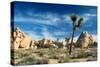 Joshua Trees Among the Large Granite Rocks of Joshua Tree National Park-John Alves-Stretched Canvas