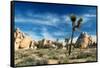 Joshua Trees Among the Large Granite Rocks of Joshua Tree National Park-John Alves-Framed Stretched Canvas