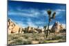 Joshua Trees Among the Large Granite Rocks of Joshua Tree National Park-John Alves-Mounted Photographic Print