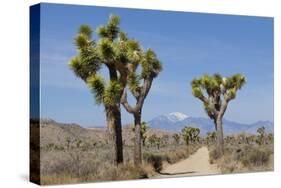 Joshua Trees and Mountains, Joshua Tree National Park, California, USA-Jaynes Gallery-Stretched Canvas