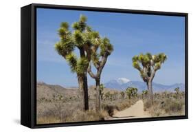 Joshua Trees and Mountains, Joshua Tree National Park, California, USA-Jaynes Gallery-Framed Stretched Canvas