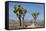 Joshua Trees and Mountains, Joshua Tree National Park, California, USA-Jaynes Gallery-Framed Stretched Canvas