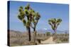 Joshua Trees and Mountains, Joshua Tree National Park, California, USA-Jaynes Gallery-Stretched Canvas