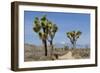 Joshua Trees and Mountains, Joshua Tree National Park, California, USA-Jaynes Gallery-Framed Photographic Print