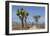 Joshua Trees and Mountains, Joshua Tree National Park, California, USA-Jaynes Gallery-Framed Photographic Print