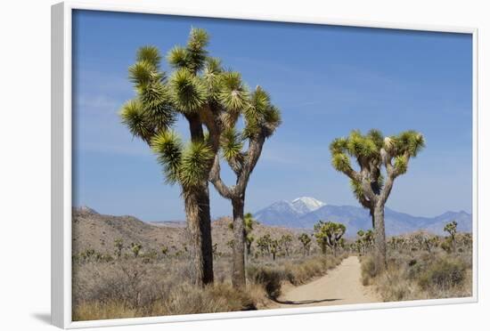 Joshua Trees and Mountains, Joshua Tree National Park, California, USA-Jaynes Gallery-Framed Photographic Print