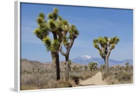 Joshua Trees and Mountains, Joshua Tree National Park, California, USA-Jaynes Gallery-Framed Photographic Print