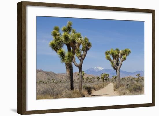 Joshua Trees and Mountains, Joshua Tree National Park, California, USA-Jaynes Gallery-Framed Photographic Print