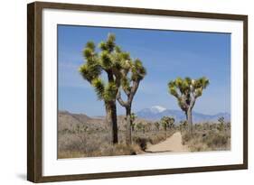 Joshua Trees and Mountains, Joshua Tree National Park, California, USA-Jaynes Gallery-Framed Photographic Print