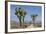 Joshua Trees and Mountains, Joshua Tree National Park, California, USA-Jaynes Gallery-Framed Photographic Print