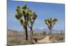 Joshua Trees and Mountains, Joshua Tree National Park, California, USA-Jaynes Gallery-Mounted Photographic Print