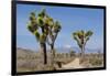 Joshua Trees and Mountains, Joshua Tree National Park, California, USA-Jaynes Gallery-Framed Photographic Print