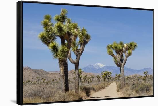 Joshua Trees and Mountains, Joshua Tree National Park, California, USA-Jaynes Gallery-Framed Stretched Canvas