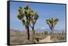 Joshua Trees and Mountains, Joshua Tree National Park, California, USA-Jaynes Gallery-Framed Stretched Canvas