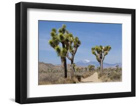 Joshua Trees and Mountains, Joshua Tree National Park, California, USA-Jaynes Gallery-Framed Photographic Print