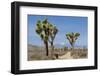 Joshua Trees and Mountains, Joshua Tree National Park, California, USA-Jaynes Gallery-Framed Photographic Print