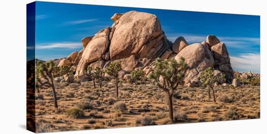 Joshua trees and rocks on a landscape, Joshua Tree National Park, California, USA-null-Stretched Canvas