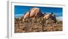 Joshua trees and rocks on a landscape, Joshua Tree National Park, California, USA-null-Framed Photographic Print