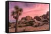 Joshua trees and rocks on a landscape, Joshua Tree National Park, California, USA-null-Framed Stretched Canvas