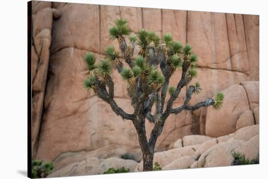 Joshua trees and rocks on a landscape, Joshua Tree National Park, California, USA-null-Stretched Canvas