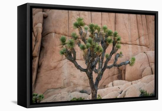 Joshua trees and rocks on a landscape, Joshua Tree National Park, California, USA-null-Framed Stretched Canvas