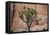 Joshua trees and rocks on a landscape, Joshua Tree National Park, California, USA-null-Framed Stretched Canvas