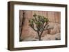 Joshua trees and rocks on a landscape, Joshua Tree National Park, California, USA-null-Framed Photographic Print