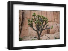 Joshua trees and rocks on a landscape, Joshua Tree National Park, California, USA-null-Framed Photographic Print